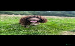Cocker Spaniel dogs for sale: English cocker spaniel puppies - Image 11