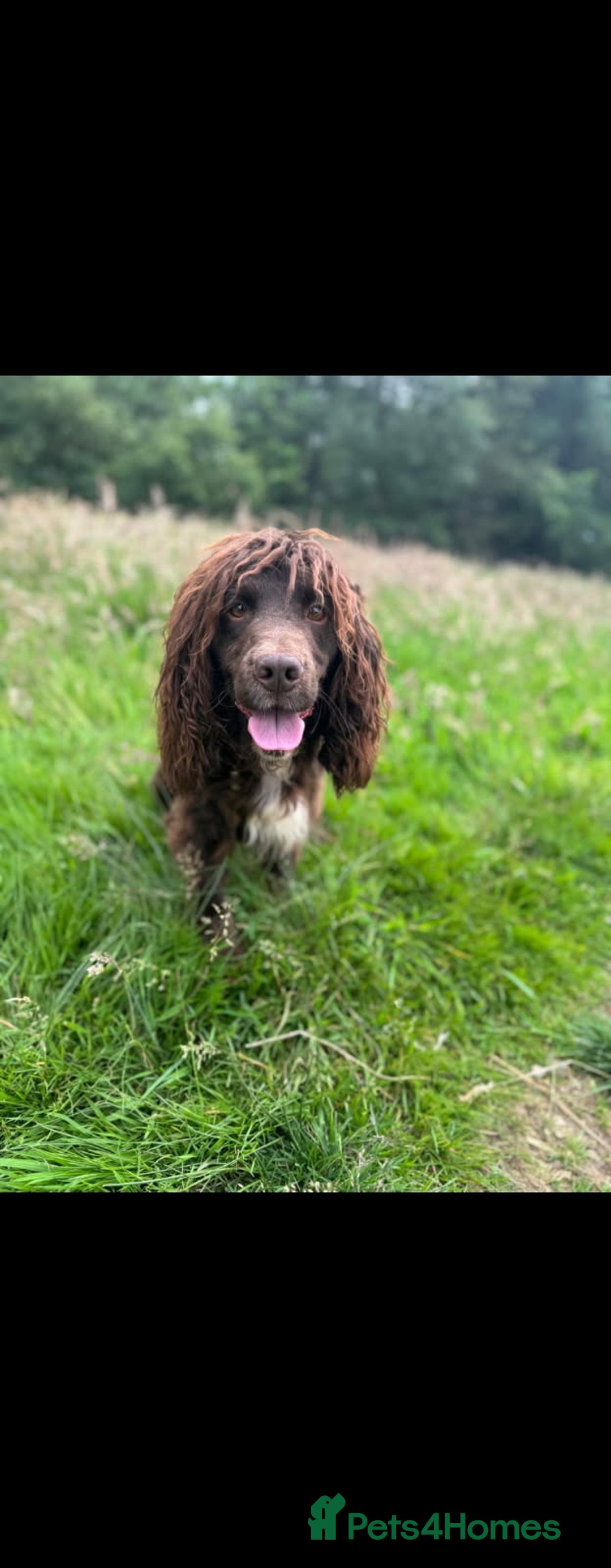 Cocker Spaniel dogs for sale: English cocker spaniel puppies - Image 11