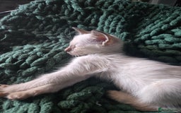 Siamese cats for sale:  Two chocolate point beautiful babies  - Image 19