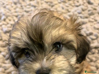 Maltipoo dogs MALTIPOO 🥰🥰 READY TO LEAVE - Advert 7