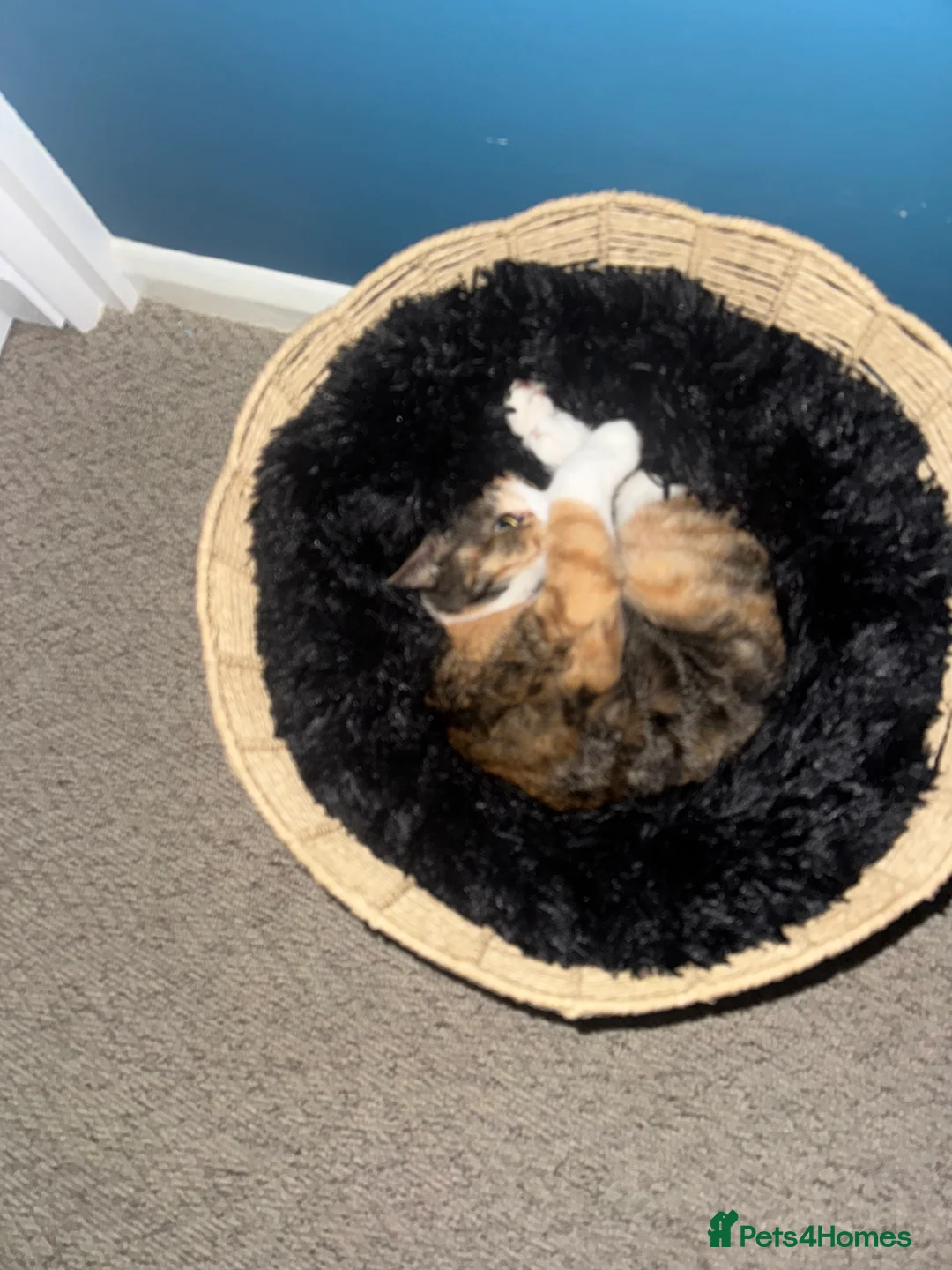 Mixed Breed cats for sale: Beautiful female  - Advert 7