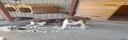 Mixed Breed dogs for adoption: Bom Bom, 7 months approx. Available for adoption. - Advert 4