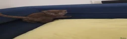 British Shorthair cats for sale: ⭐️🇬🇧 ,GCCF REG chocolate girl - Advert 8