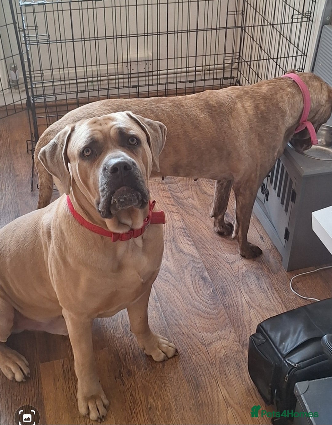 Mixed Breed dogs for sale: Cane corso mixed (ghost) - Image 4