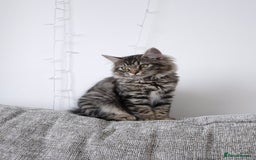 Ragdoll cats for sale: 6 month old female kitten - Image 2