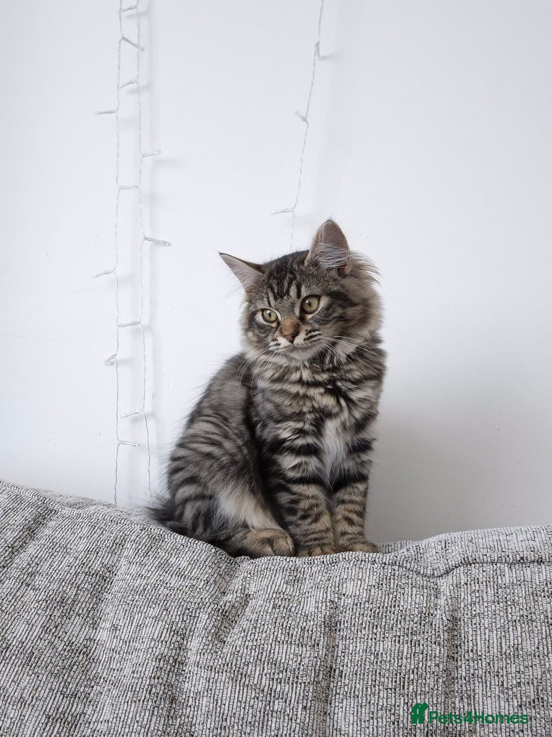 Ragdoll cats for sale: 6 month old female kitten - Image 2
