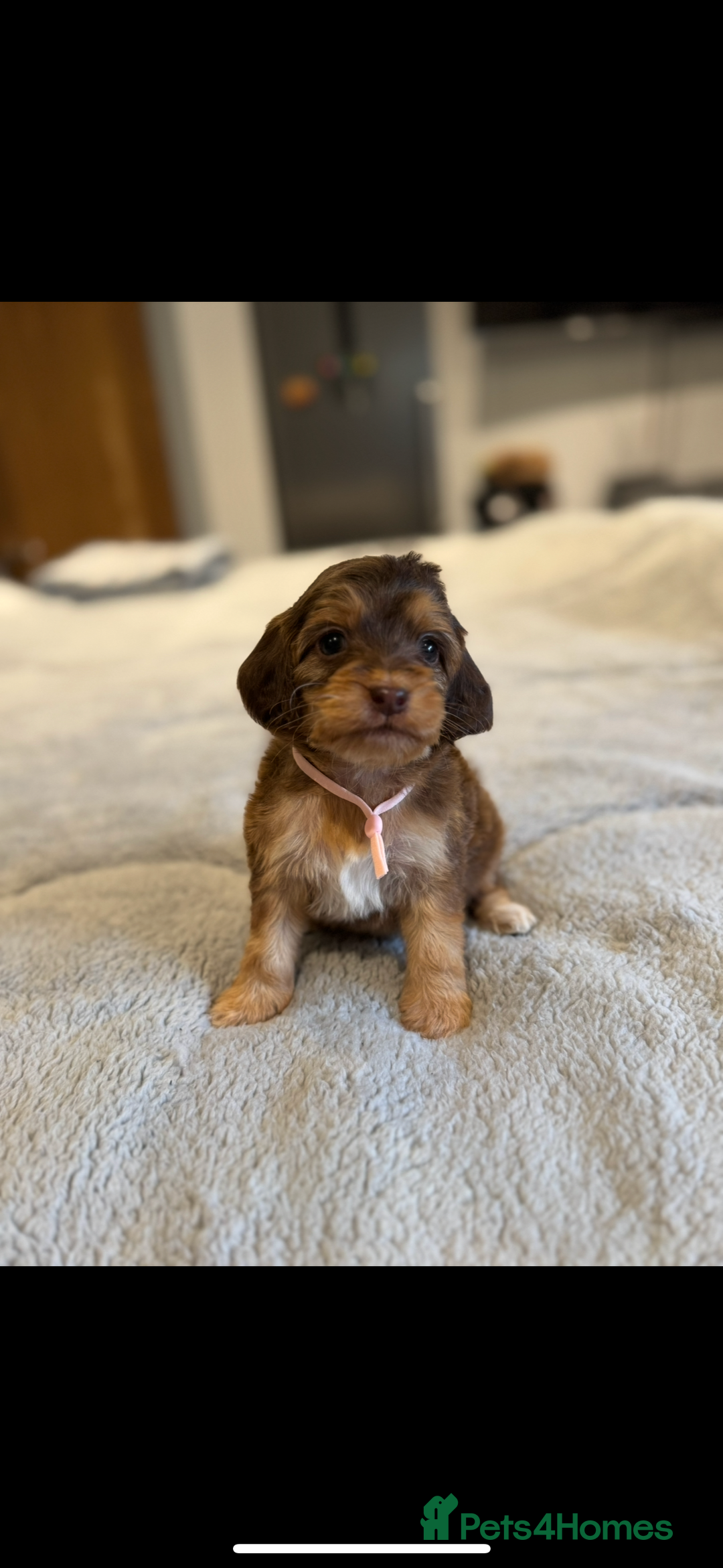 Miniature Poodle dogs for stud: Chocolate phantom miniature poodle stud - Advert 13