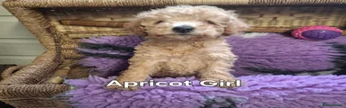 Poodle Puppy 4