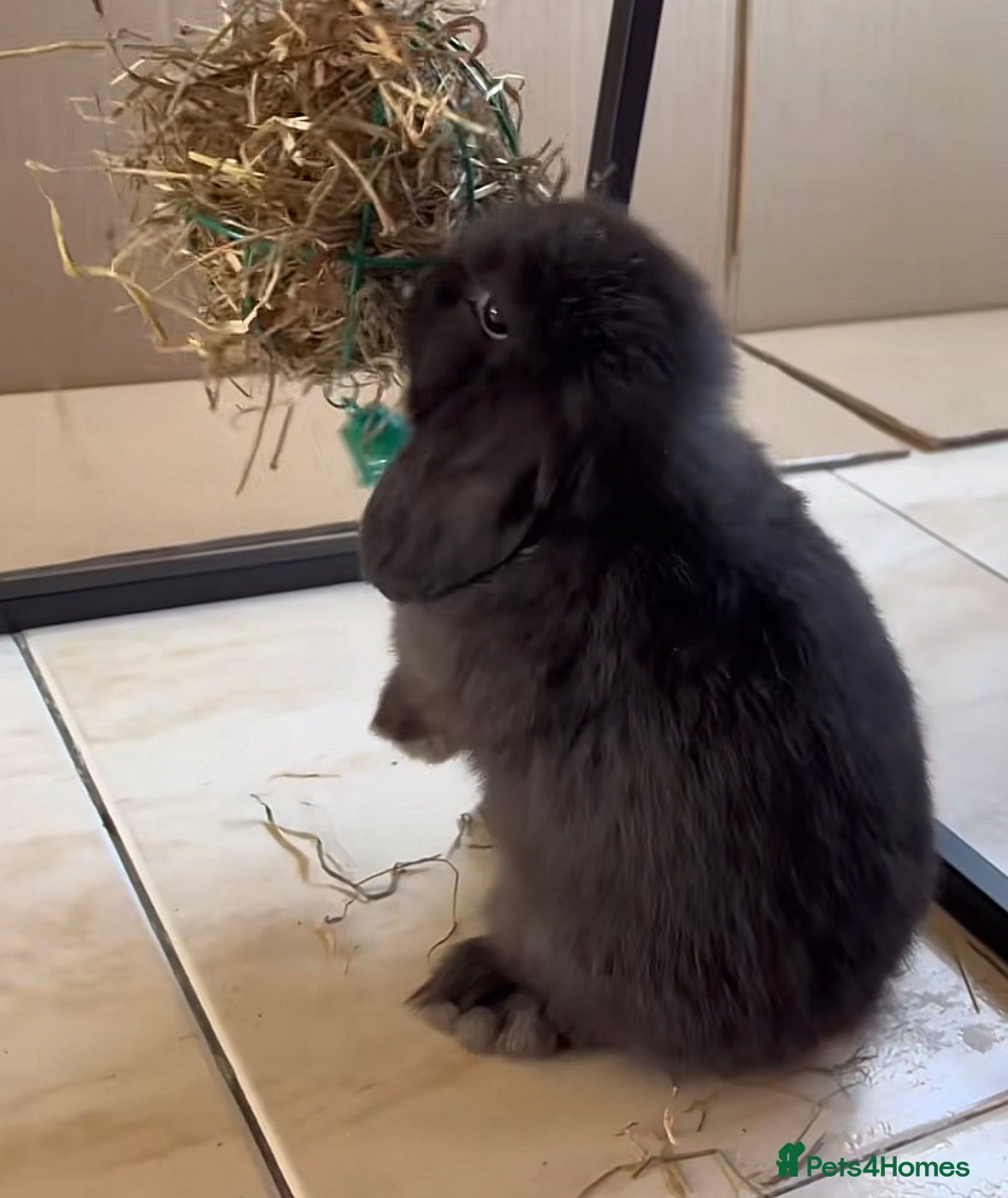 Mini Lop rabbits Baby Mini Lops (ready 19/02)  - Advert 22