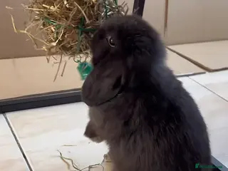 Mini Lop rabbits Baby Mini Lops (ready 19/02) - Advert 22