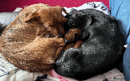 Dachshund dogs for sale: Dachshund puppies for sale - Image 3