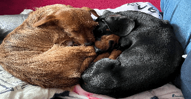 Dachshund dogs - Advert 4