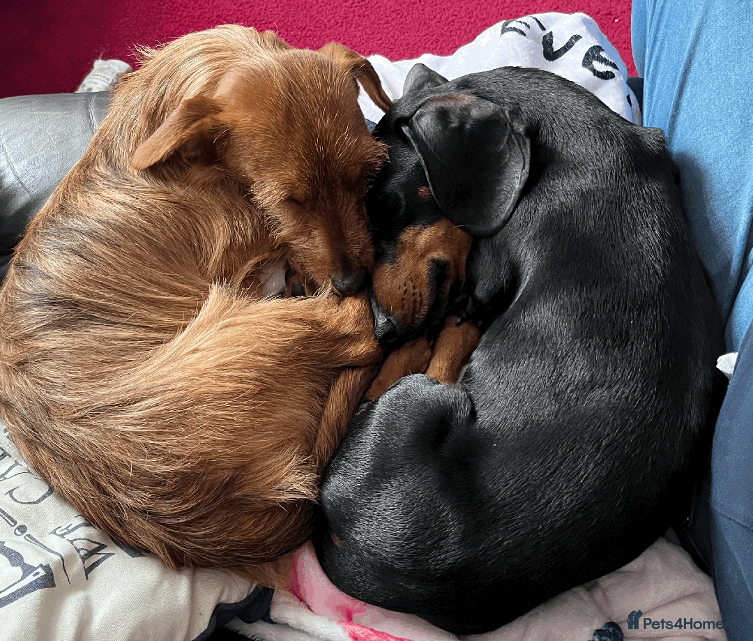 Dachshund dogs for sale: Dachshund puppies for sale - Image 3