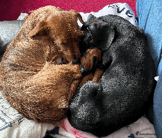 Dachshund dogs - Advert 2