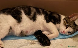 Mixed Breed cats for sale: 4 beautiful kittens ready now  - Image 18