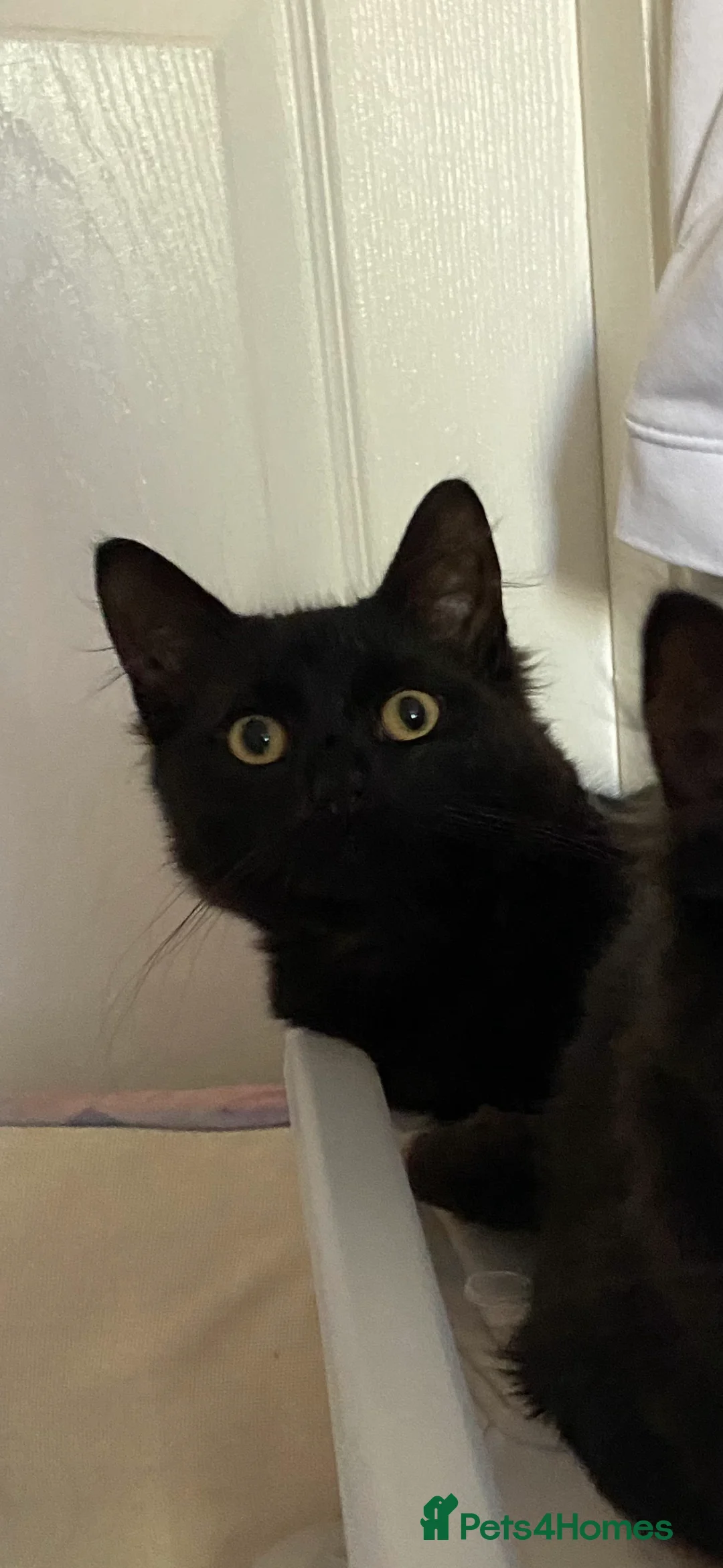 RagaMuffin cats for sale: Black Fluffy Male - Advert 1