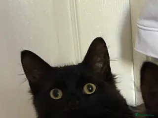 RagaMuffin cats Black Fluffy Male - Advert 1