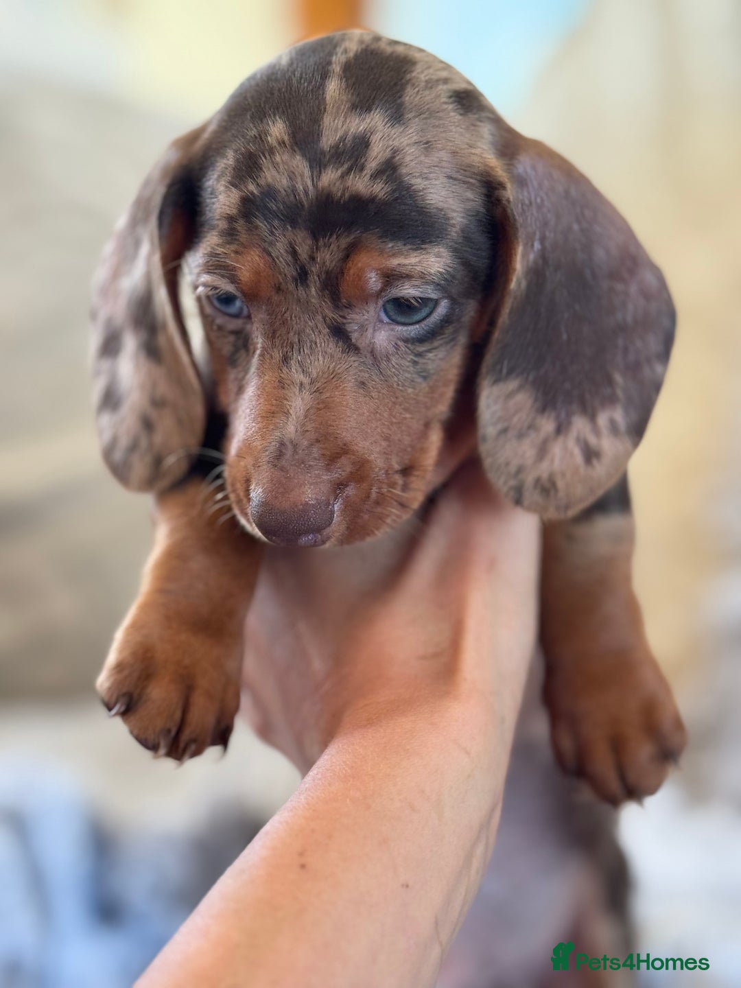 Miniature Dachshund dogs for sale: ❤️🐾💫 Outstanding Miniature Dachshunds 🐾❤️💫 - Image 25
