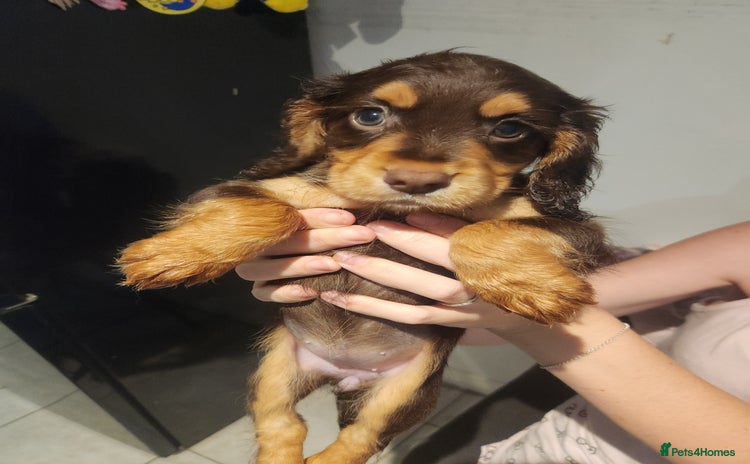 Cocker Spaniel dogs - Advert 8
