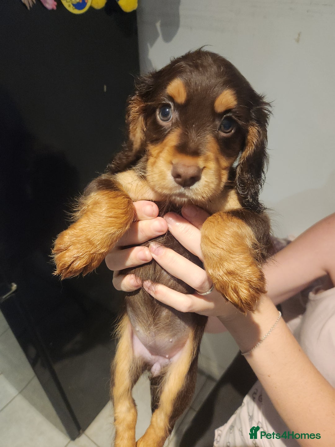 Cocker Spaniel dogs for sale: 3 kc reg working cocker spaniels avaliable  - Image 3