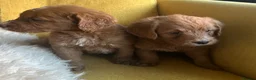 Labradoodle dogs for sale: Health tested F1 Labradoodle Puppies in Harrogate - Advert 24