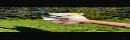 West Highland Terrier dogs for sale: Kennel club registered westies - Advert 10