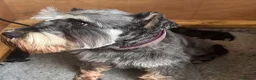 Miniature Schnauzer dogs for sale: 💚💛2 Beautiful KC Boys 💛💚🐾🐶 - Advert 5
