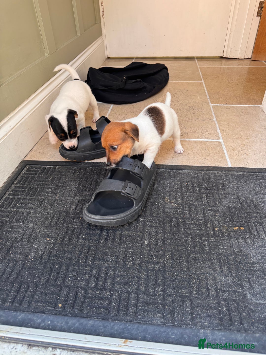 Jack Russell dogs for sale: Jack Russle puppies  - Image 9