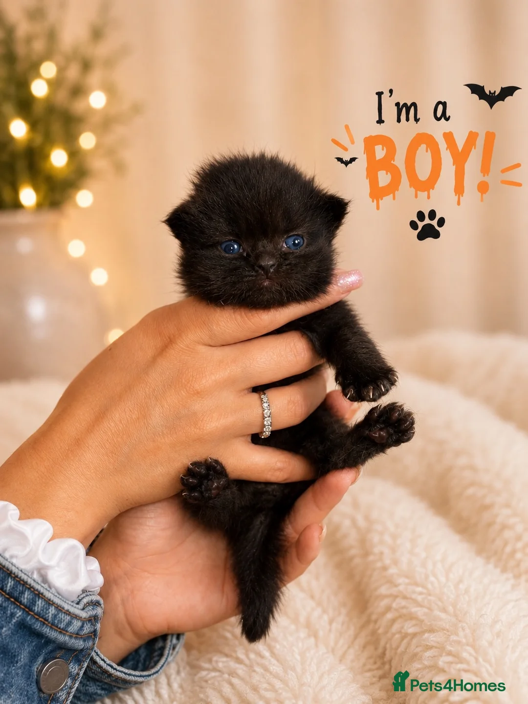 British Shorthair cats for sale: 🤎 Exceptional British Shorthair Kitten 🎃 - Advert 8