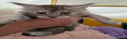 Maine Coon cats for sale: Beautiful Maine Coon Kittens  - Advert 13