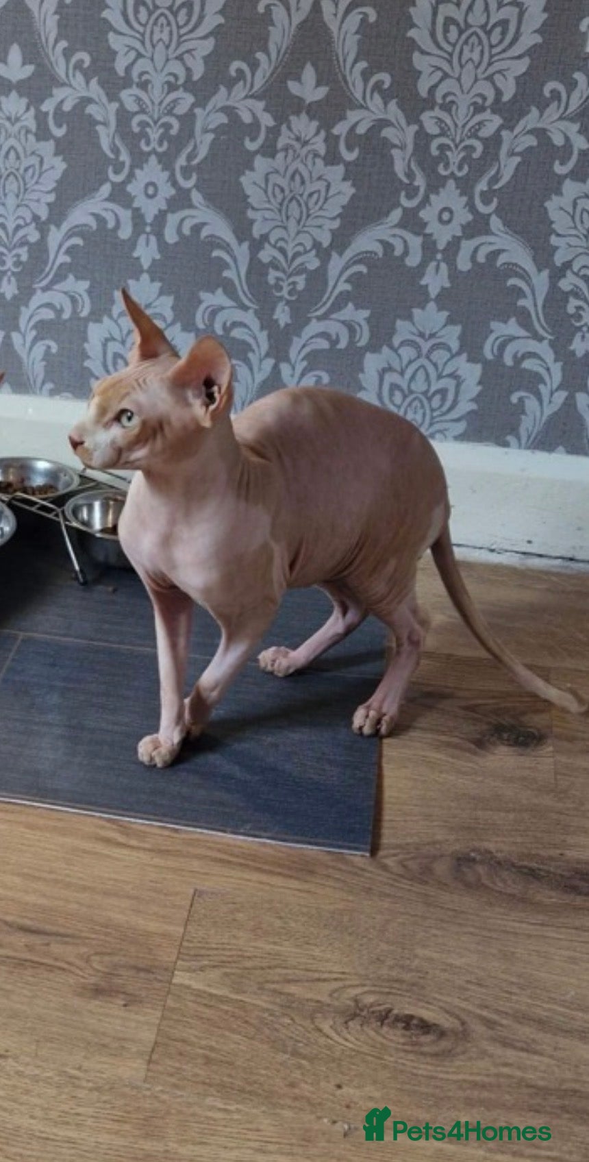 Sphynx cats Beautiful male sphynx for sale🐈 - Advert 15
