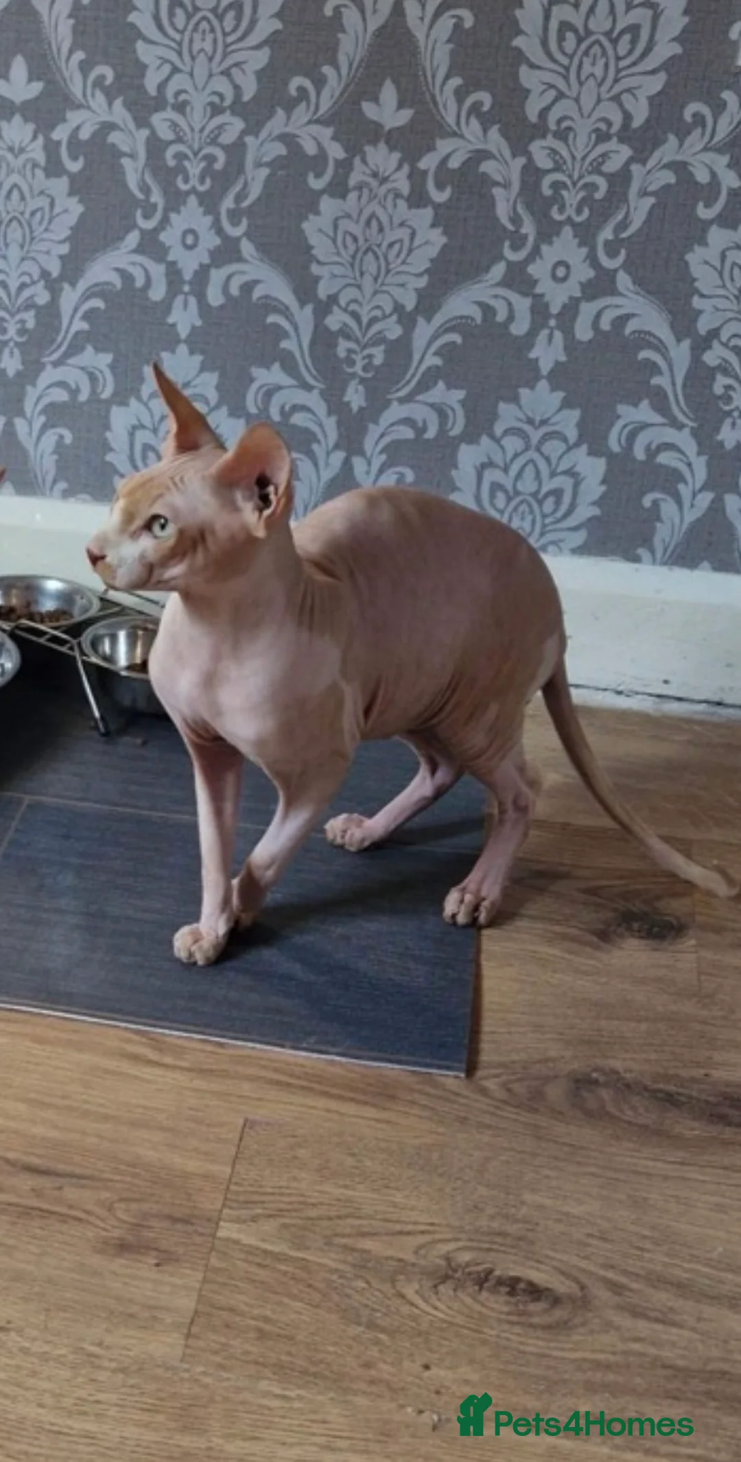 Sphynx cats for sale: Beautiful male sphynx for sale🐈 - Advert 1