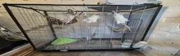 Rat rodents for sale: 5 male rats with large Savic Cage in York - Advert 1
