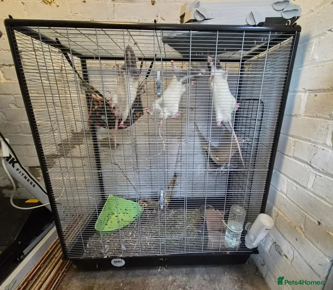 Rat rodents for sale: 5 male rats with large Savic Cage in York - Advert 1