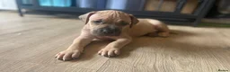 Bandog dogs for sale: Bandog x Bulldog puppies in Watford - Advert 8