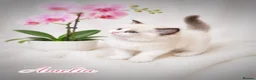 Ragdoll cats for sale: 🏆🎖 Premium GCCF Ragdoll Kittens Grand bloodlines - Advert 20