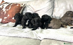 Cockapoo dogs for sale: Beautiful cockapoos  - Image 6