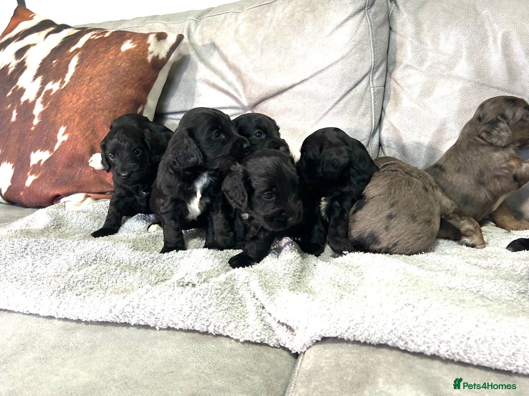 Cockapoo dogs for sale: Beautiful cockapoos  - Image 6