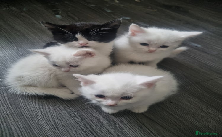 Mixed Breed cats - Advert 12