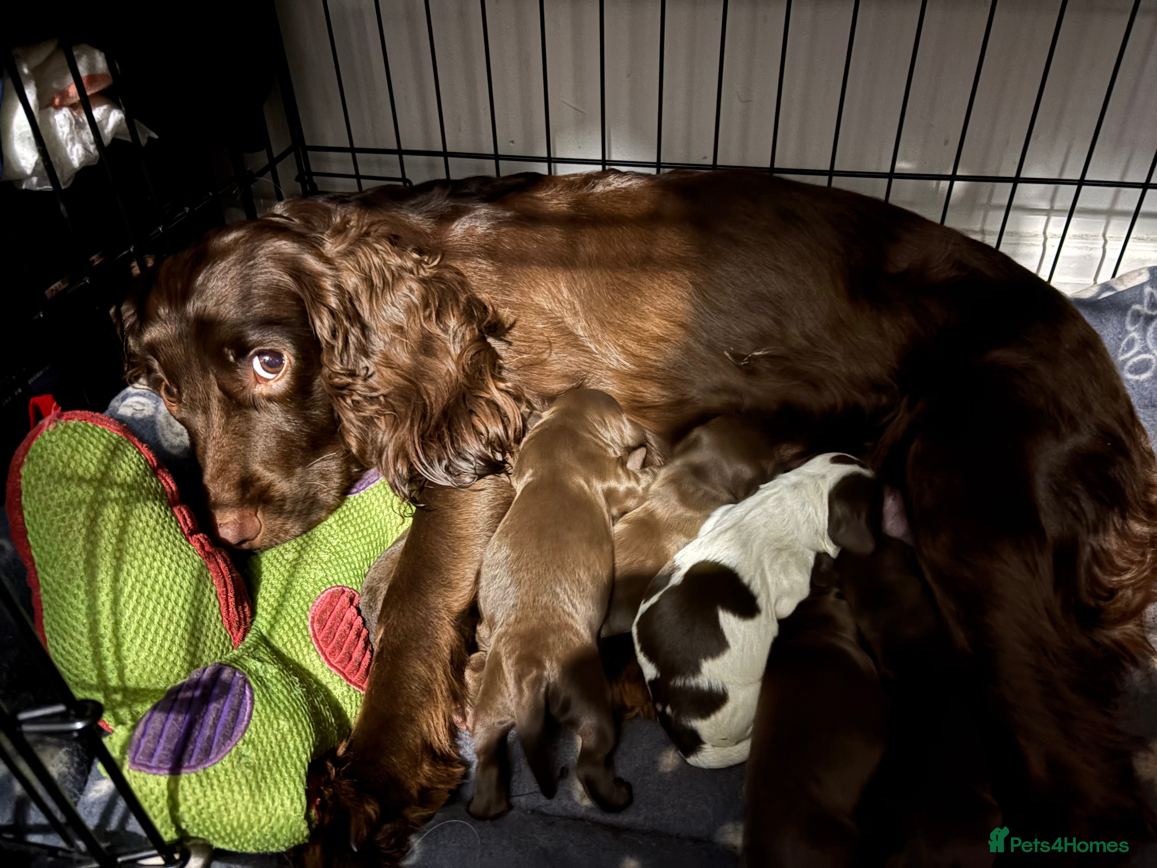 Cocker Spaniel dogs Cocker spaniel puppy’s in Trowbridge - Advert 7