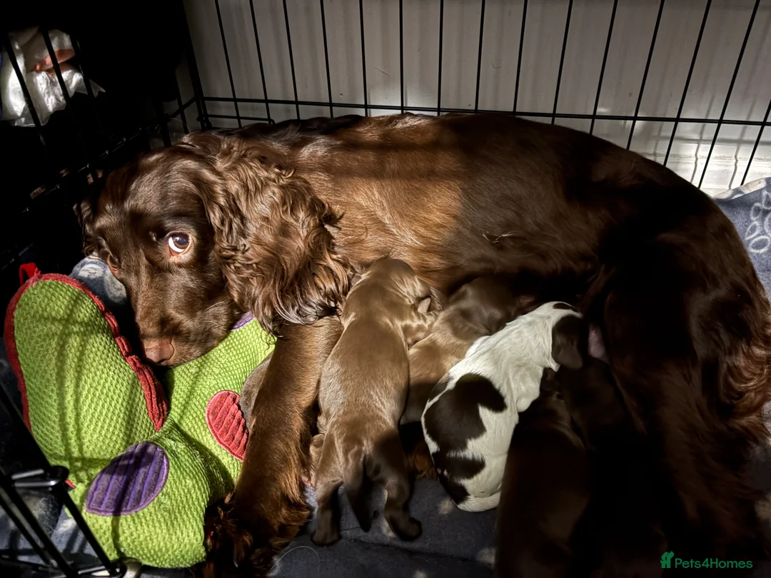 Cocker Spaniel dogs for sale: Cocker spaniel puppy’s in Trowbridge - Advert 1