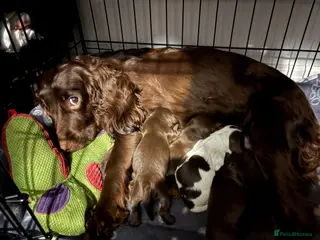 Cocker Spaniel dogs Cocker spaniel puppy’s in Trowbridge - Advert 1