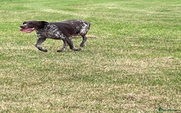 German Shorthaired Pointer dogs for sale: German shorthaired pointer boys and girls  - Image 25