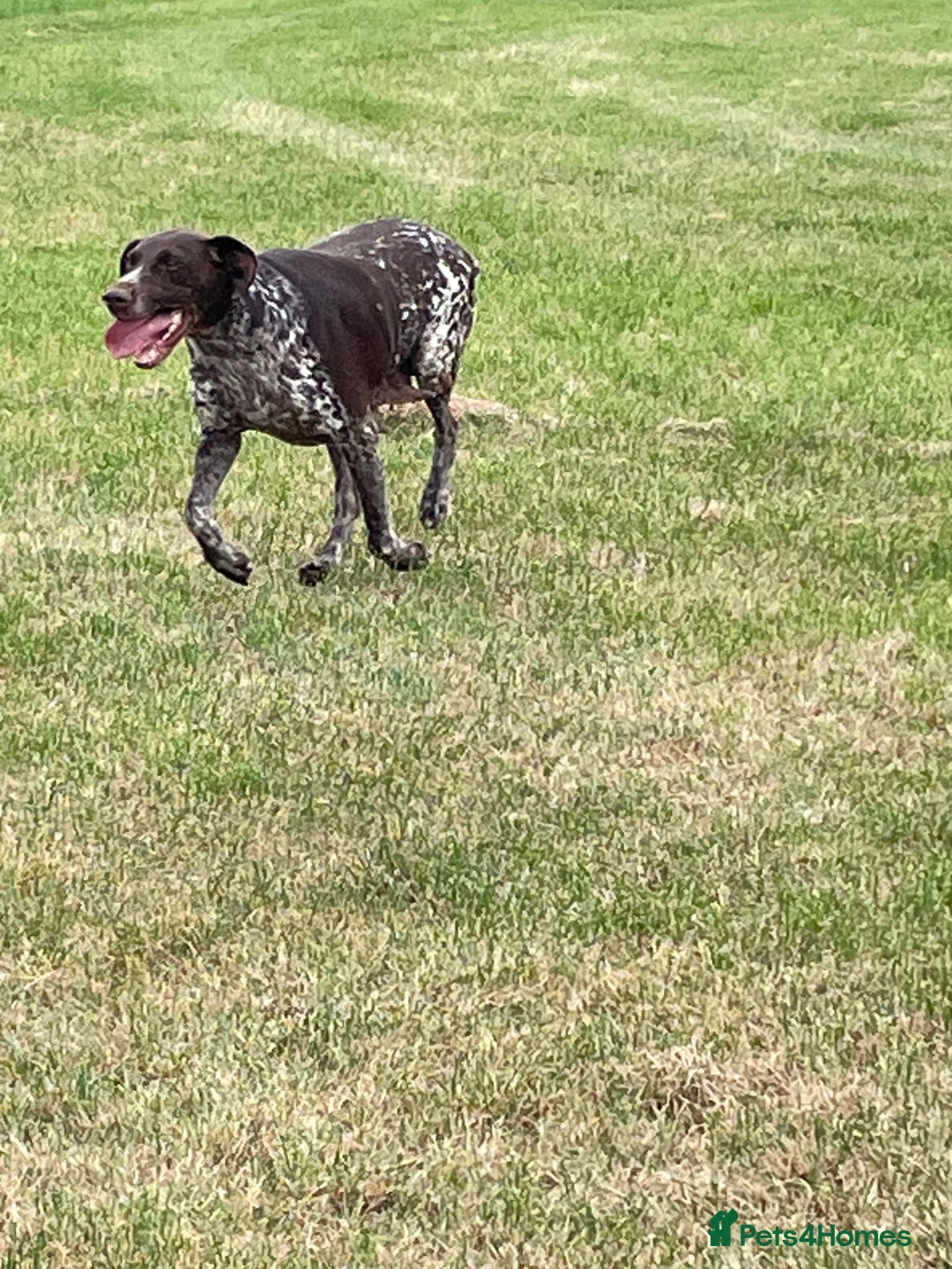 German Shorthaired Pointer dogs for sale: German shorthaired pointer boys and girls  - Image 25