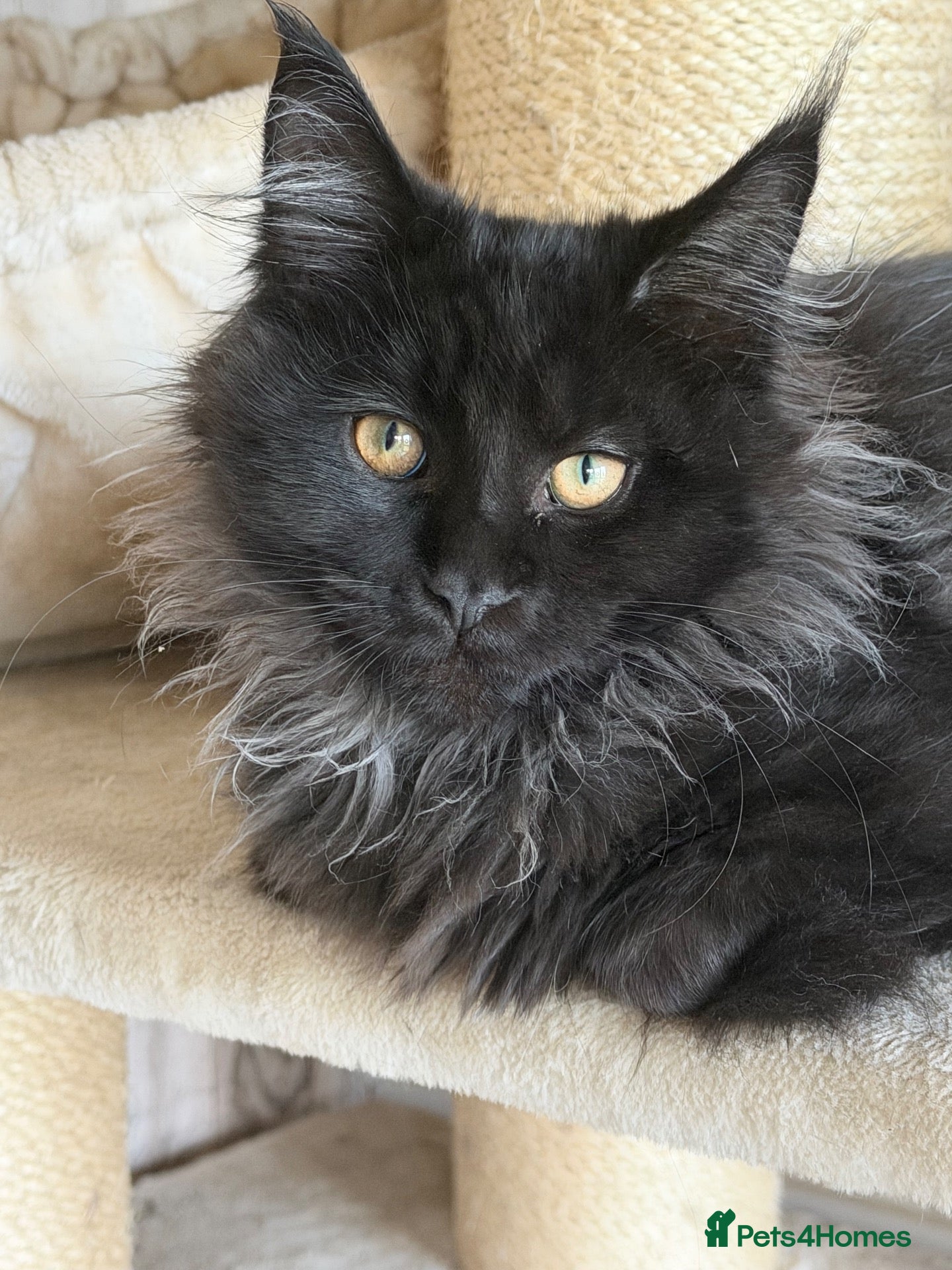 Maine Coon cats Tica registered black smoked male Maine coon - Advert 2