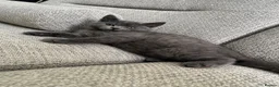 British Shorthair cats for sale: Blue British short hair kittens for sale  - Advert 8