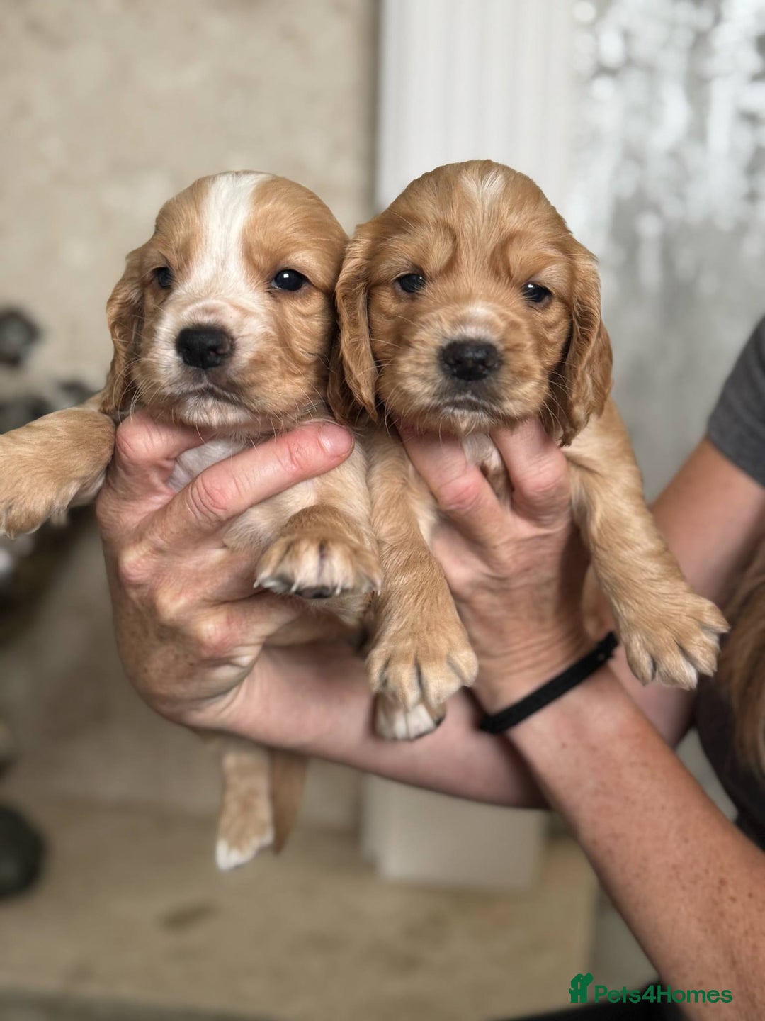 Cocker Spaniel dogs for sale: 4 Adorable working Cocker Spaniel puppies  - Image 11