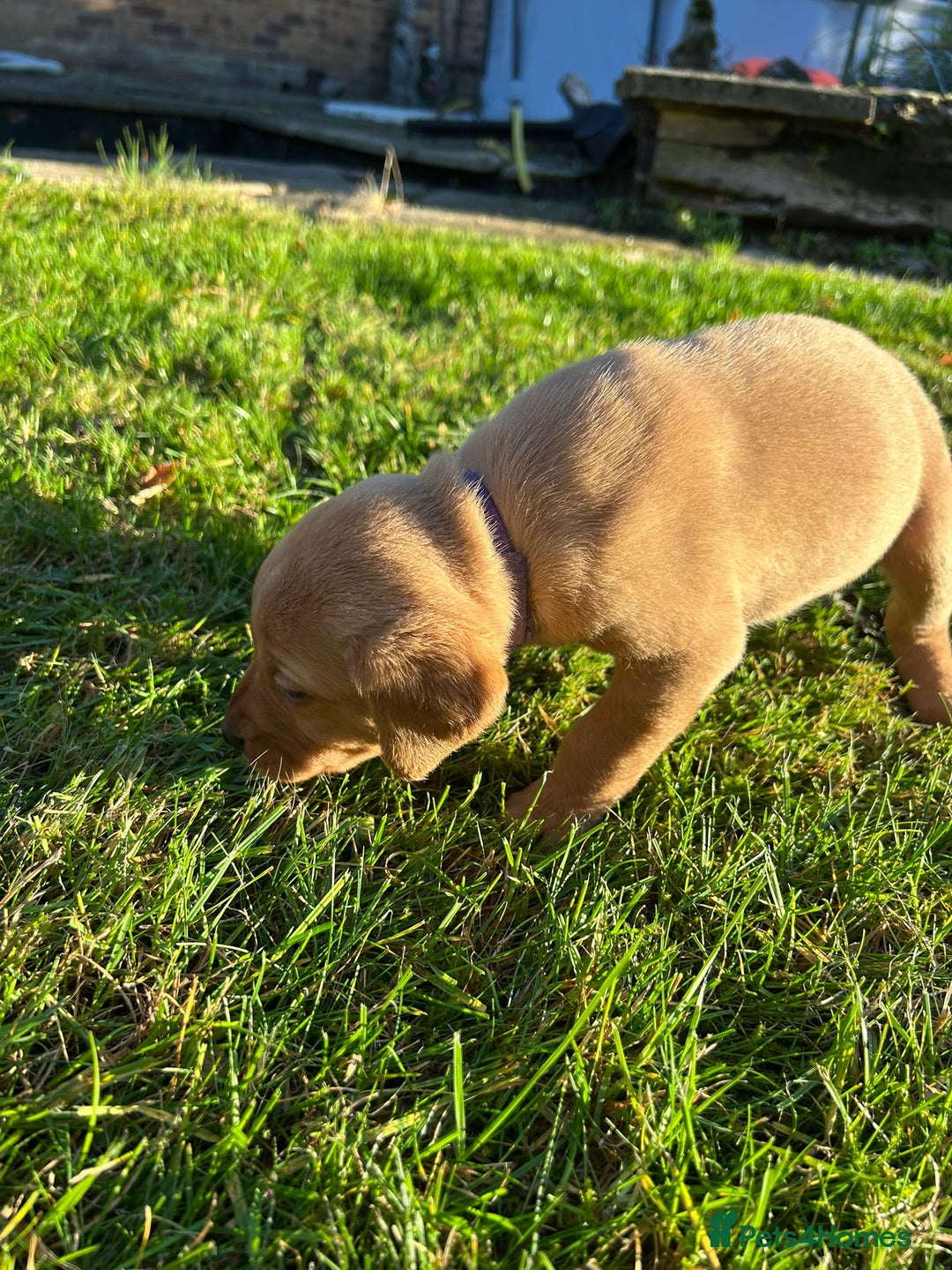 Labrador Retriever dogs for sale: Fox Red Labrador Puppies for Sale - Advert 14