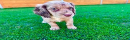 Cockapoo dogs for sale: Cockapoo Babies 🐾🐾🐾 - Advert 4