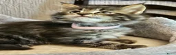 Maine Coon cats for sale: Stunning Maine Coon kittens  - Advert 3